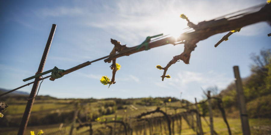 Azienda Agricola Dezza 1890 - Produttori di Vino in Oltrepò Pavese