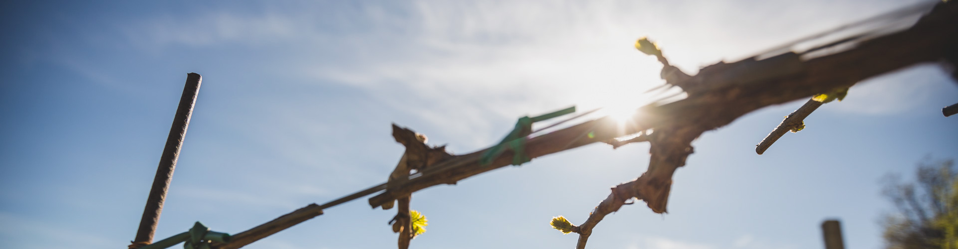 Azienda Agricola Dezza 1890 - Produttori di Vino in Oltrepò Pavese