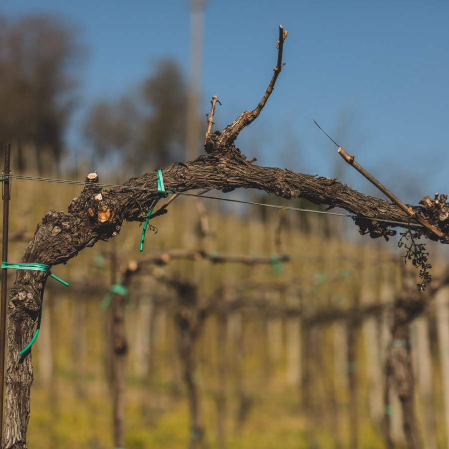 Azienda Agricola Dezza 1890 - Produttori di Vino in Oltrepò Pavese