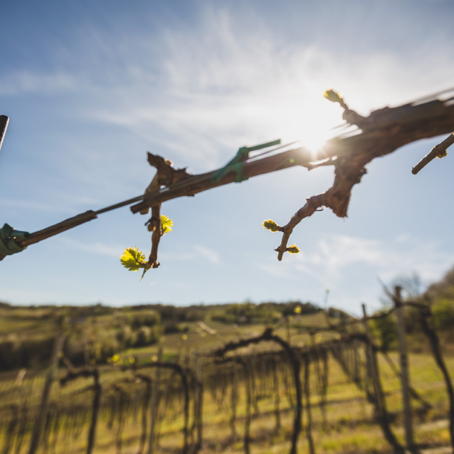 Azienda Agricola Dezza 1890 - Produttori di Vino in Oltrepò Pavese